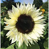 Girasol en 5 Variedades (Semillas)