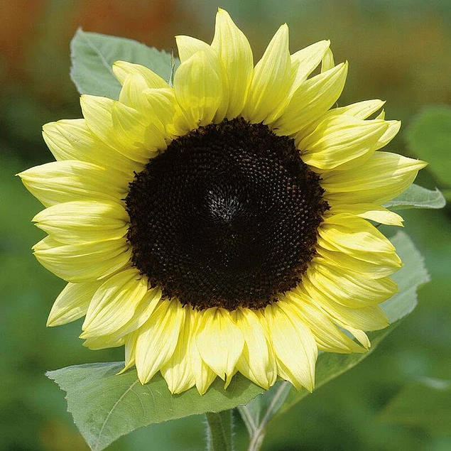 Girasol en 5 Variedades (Semillas)