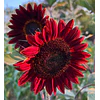 Girasol en 5 Variedades (Semillas)