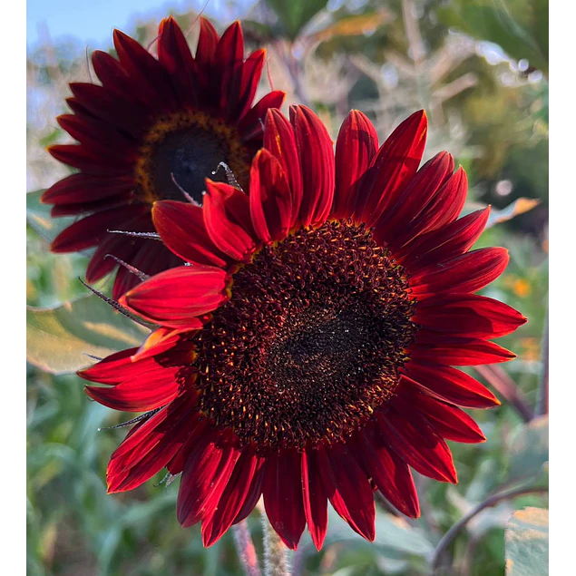 Girasol en 5 Variedades (Semillas)