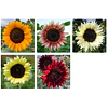 Girasol en 5 Variedades (Semillas)