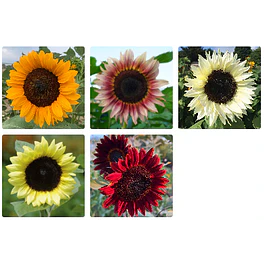 Girasol en 5 Variedades (Semillas)