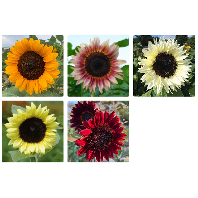 Girasol en 5 Variedades (Semillas)