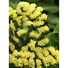 Plantines de Statice