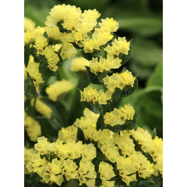 Plantines de Statice