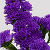 Plantines de Statice
