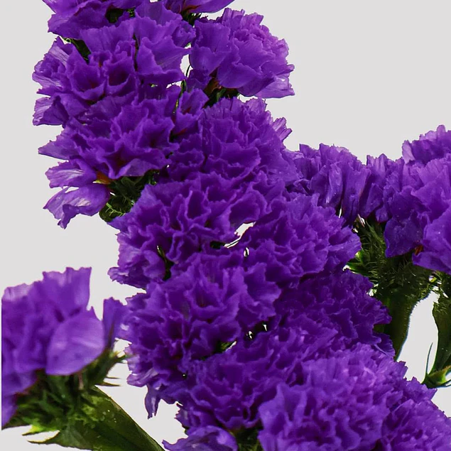 Plantines de Statice