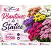 Plantines de Statice