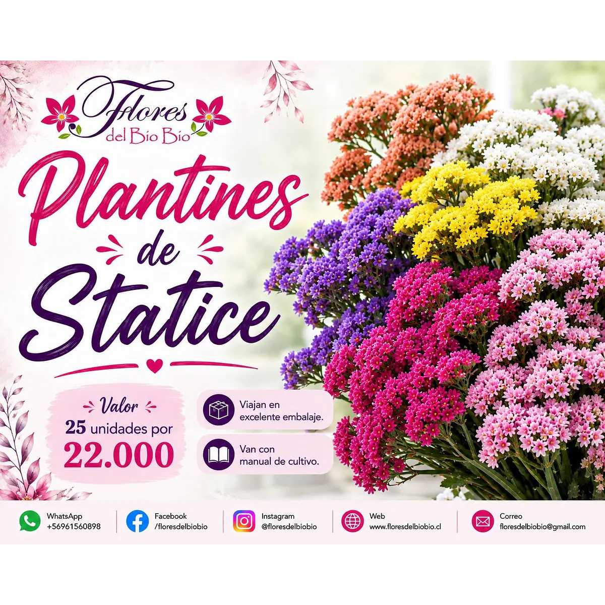 Plantines de Statice