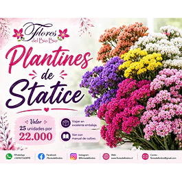 Plantines de Statice