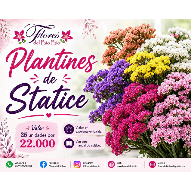Plantines de Statice