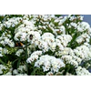 Plantines de Statice