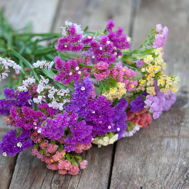Plantines de Statice