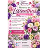 Plantines de Lisianthus