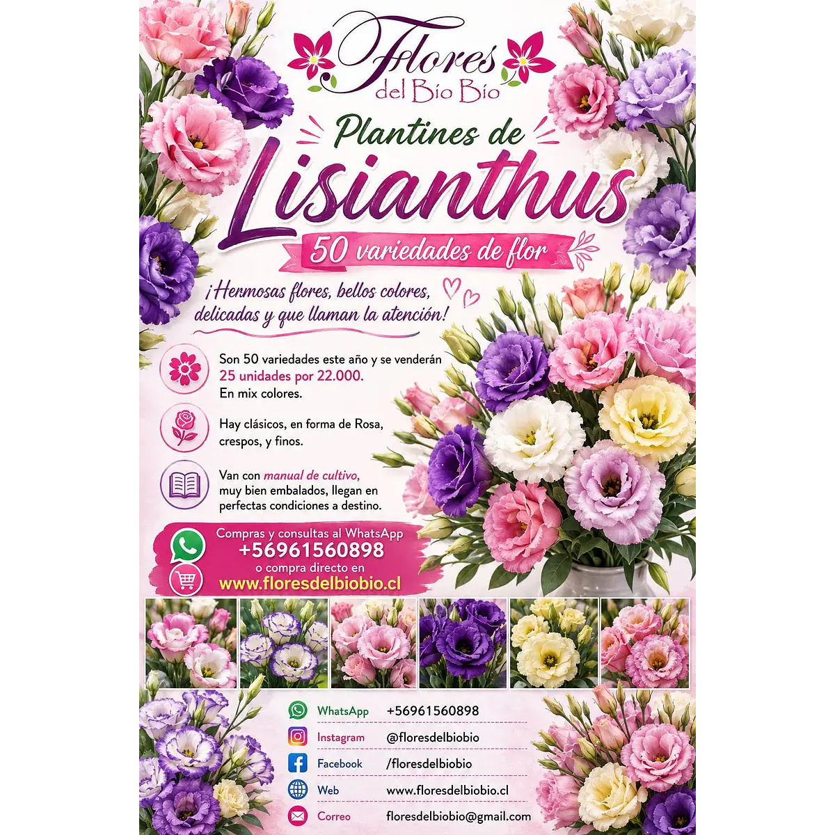 Plantines de Lisianthus