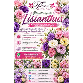 Plantines de Lisianthus