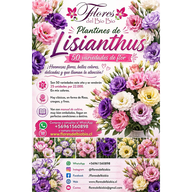 Plantines de Lisianthus