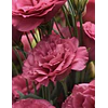 Plantines de Lisianthus