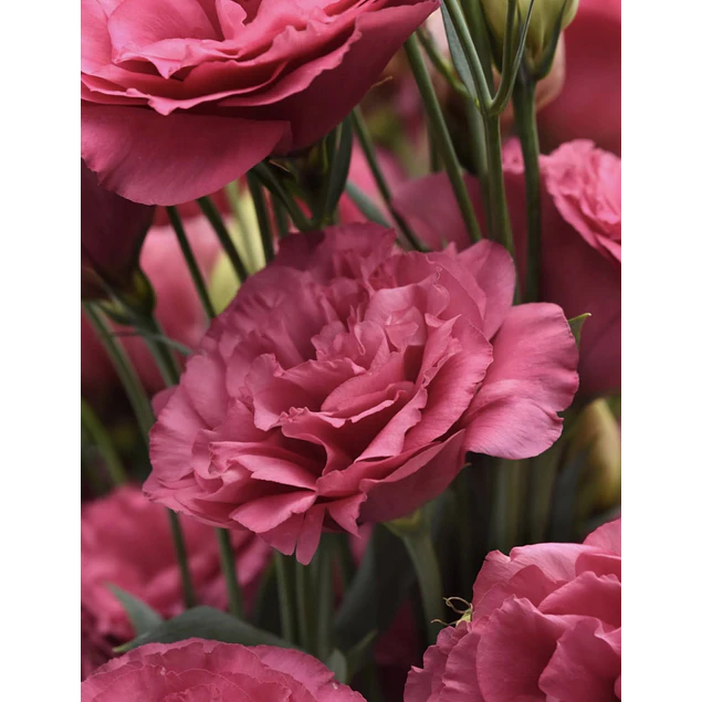 Plantines de Lisianthus