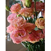 Plantines de Lisianthus