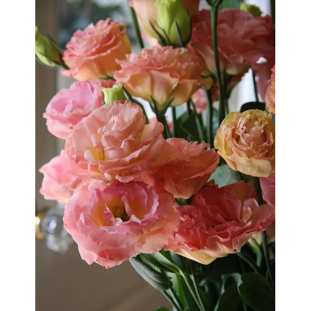Plantines de Lisianthus