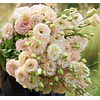 Plantines de Lisianthus