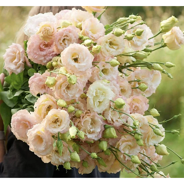 Plantines de Lisianthus
