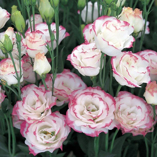 Plantines de Lisianthus