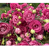 Plantines de Lisianthus