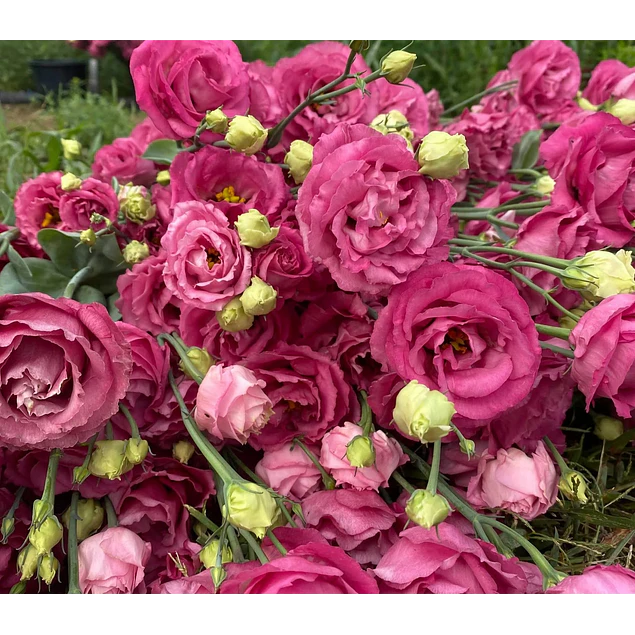 Plantines de Lisianthus