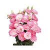 Plantines de Lisianthus