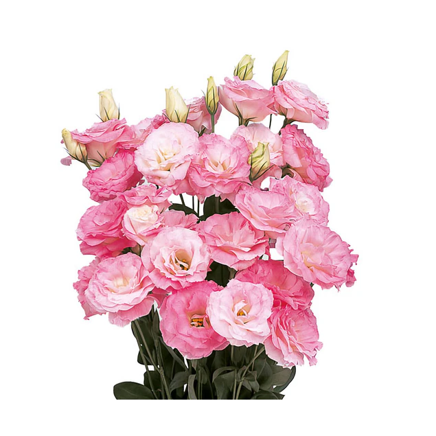Plantines de Lisianthus
