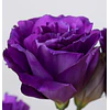 Plantines de Lisianthus