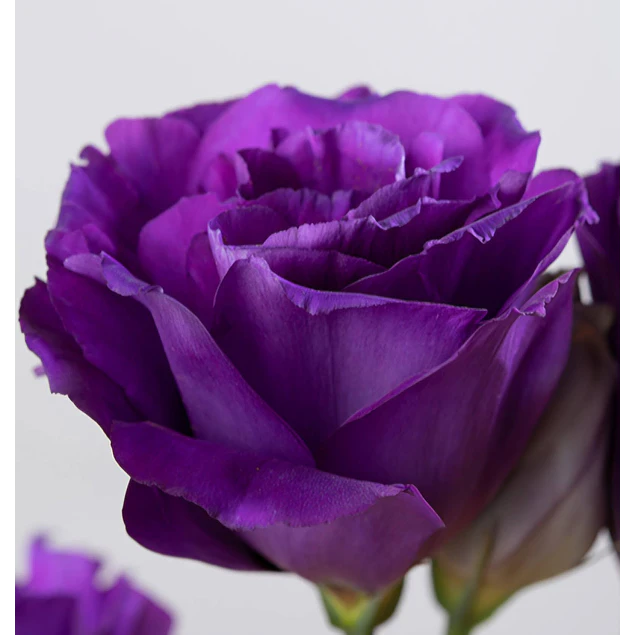 Plantines de Lisianthus