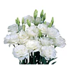 Plantines de Lisianthus