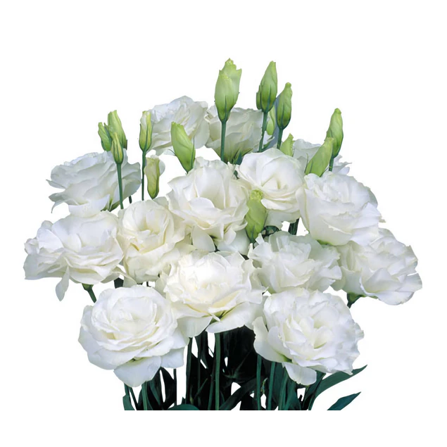 Plantines de Lisianthus