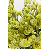 Plantines de Lisianthus