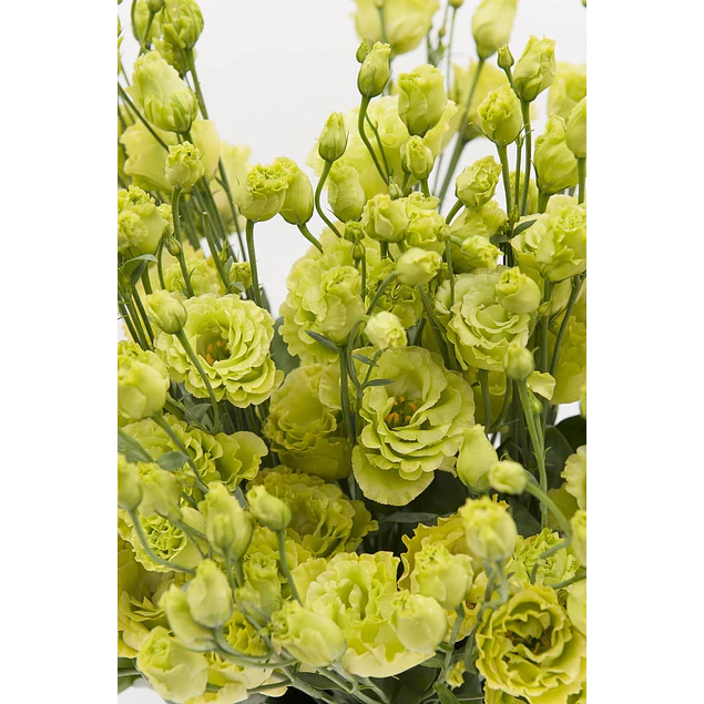 Plantines de Lisianthus