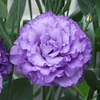 Plantines de Lisianthus