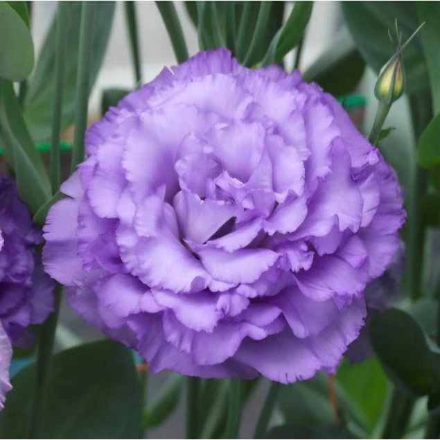 Plantines de Lisianthus