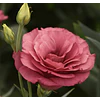Plantines de Lisianthus