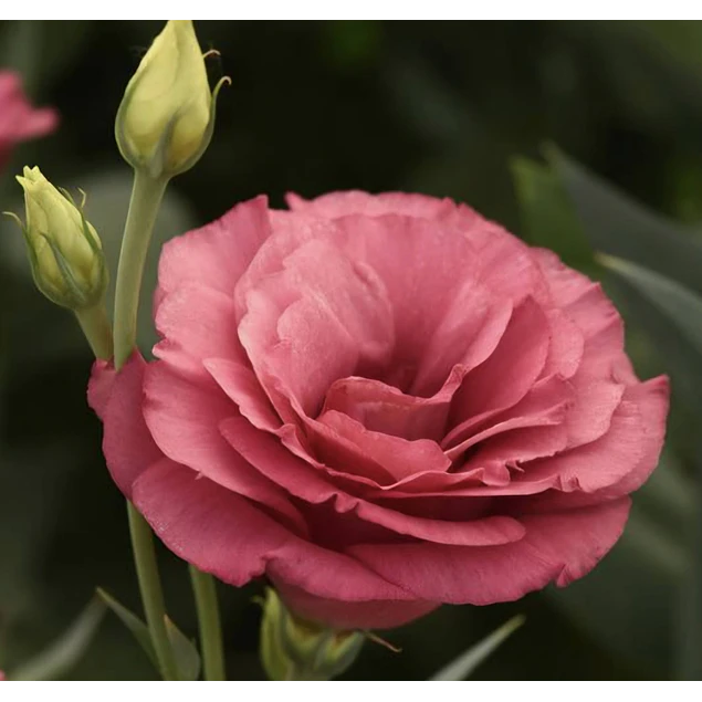 Plantines de Lisianthus