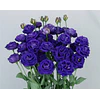 Plantines de Lisianthus