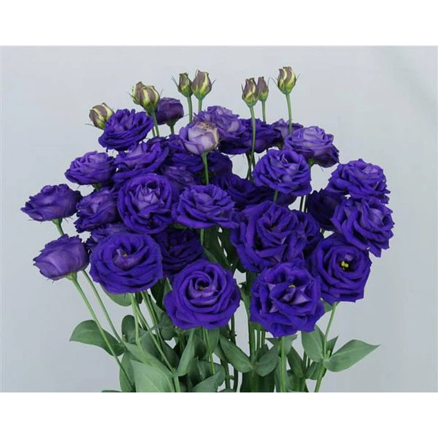 Plantines de Lisianthus