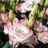 Plantines de Lisianthus
