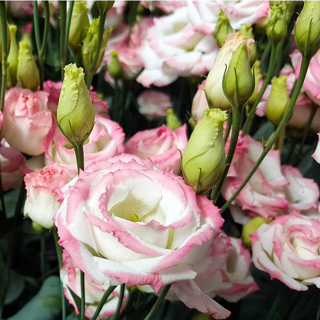 Plantines de Lisianthus