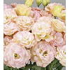 Plantines de Lisianthus
