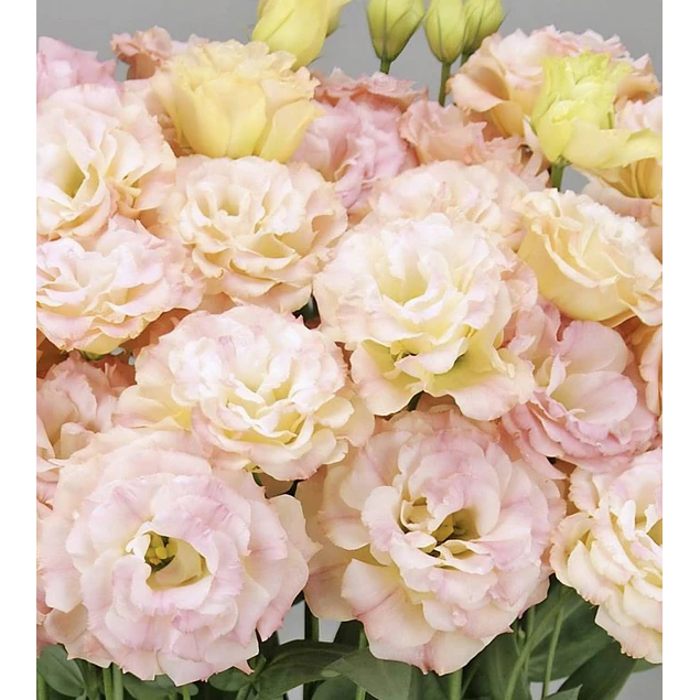 Plantines de Lisianthus