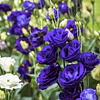 Plantines de Lisianthus