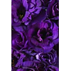 Plantines de Lisianthus